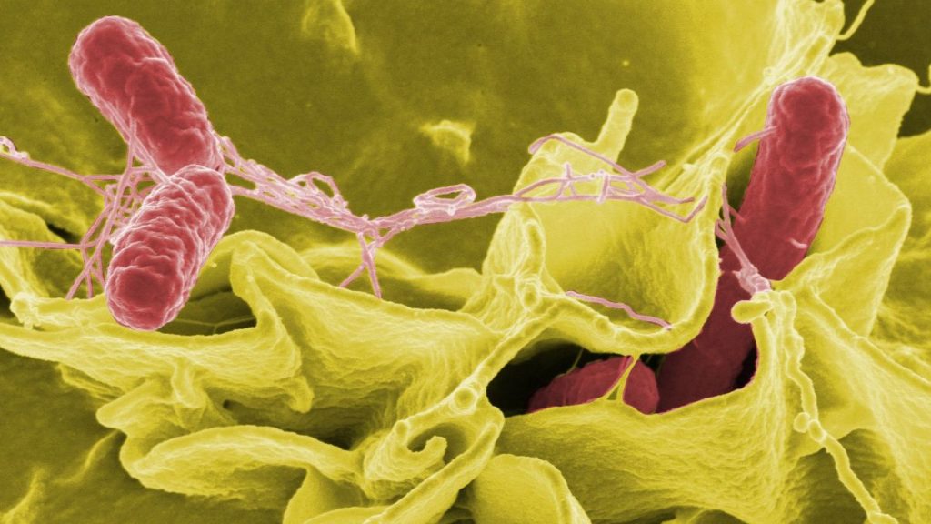 Cheese and Microbes food safety image